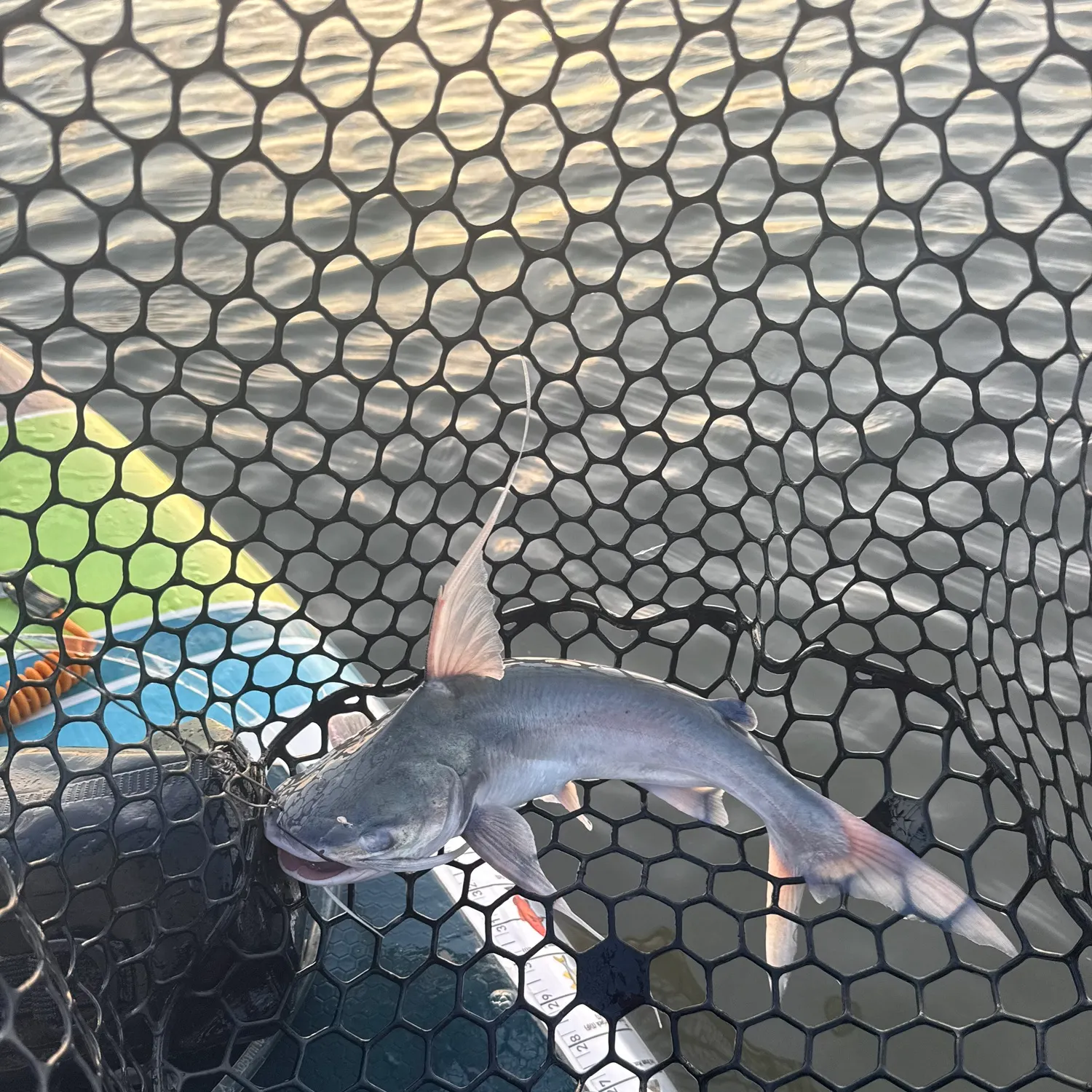 Gafftopsail sea catfish caught on Fishbrain