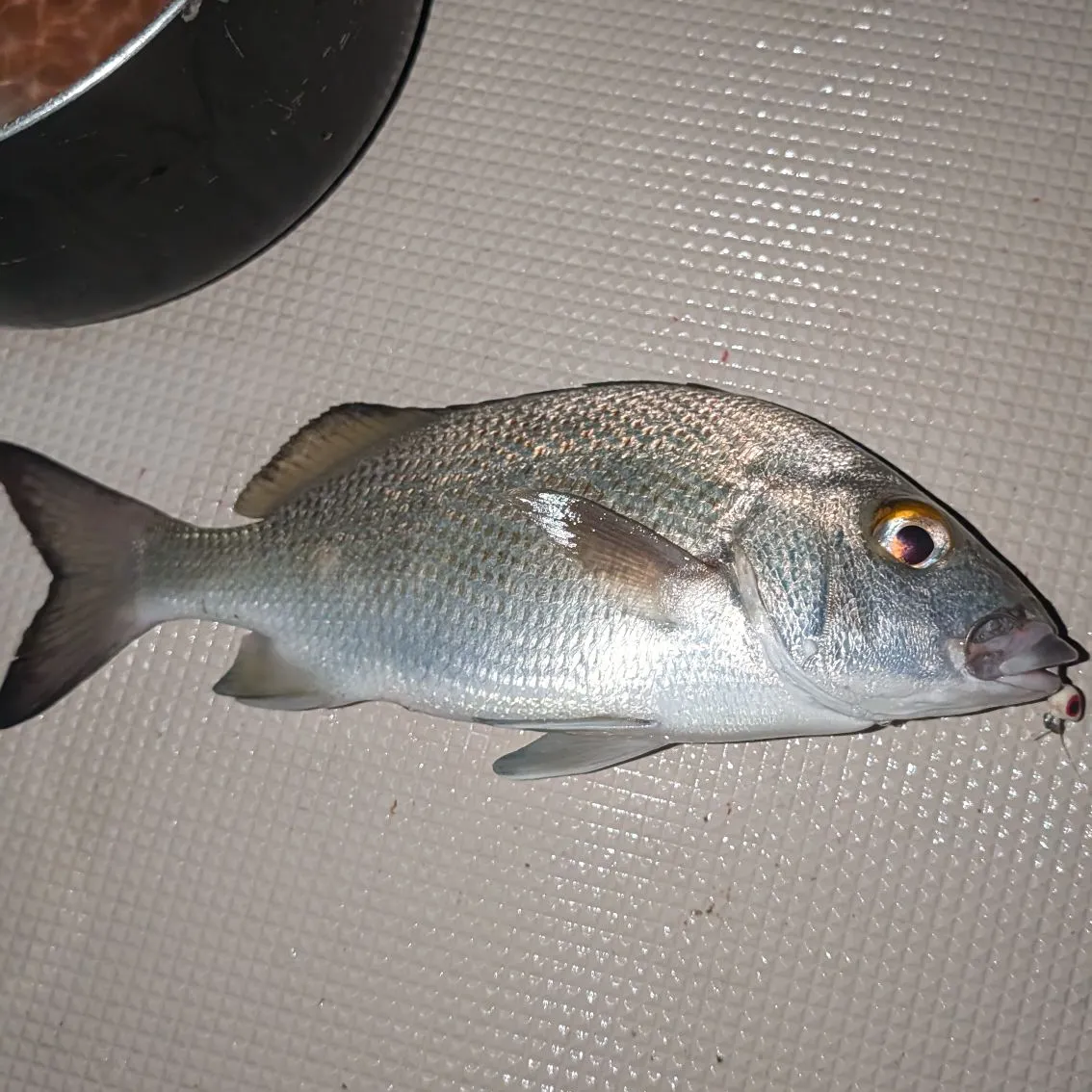 The most recent Silver perch catches on Fishbrain