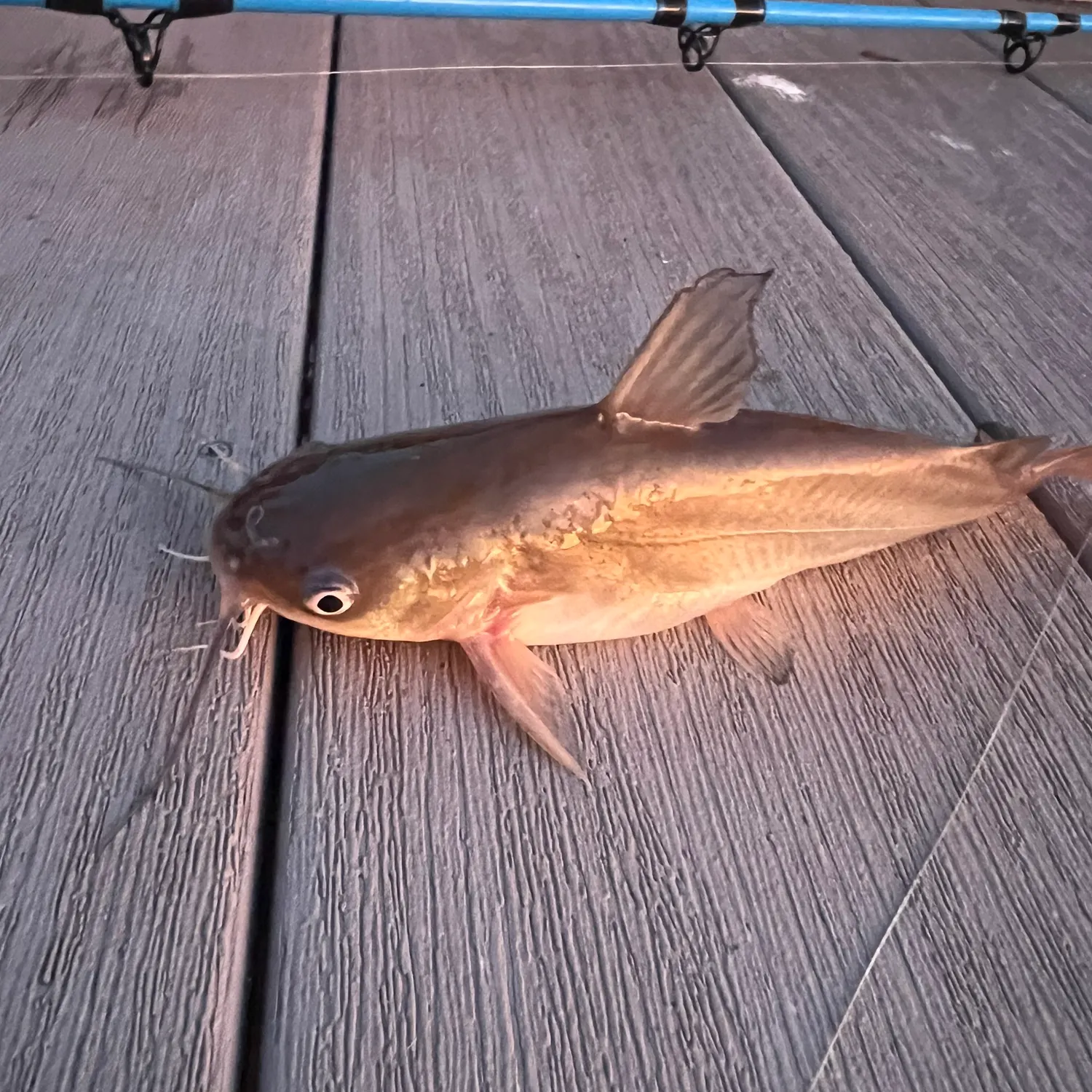 Yellow bullhead caught on Fishbrain