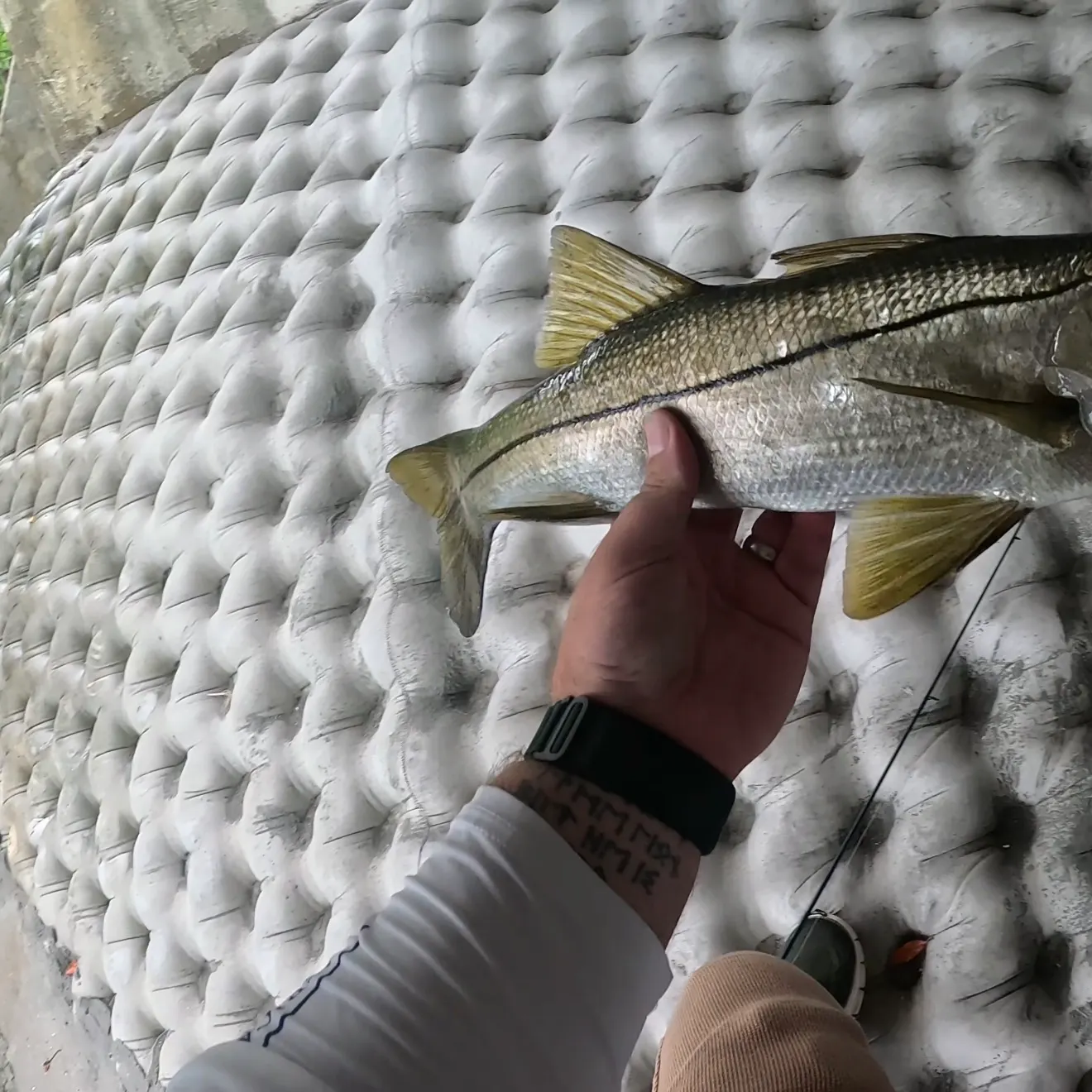 recently logged catches