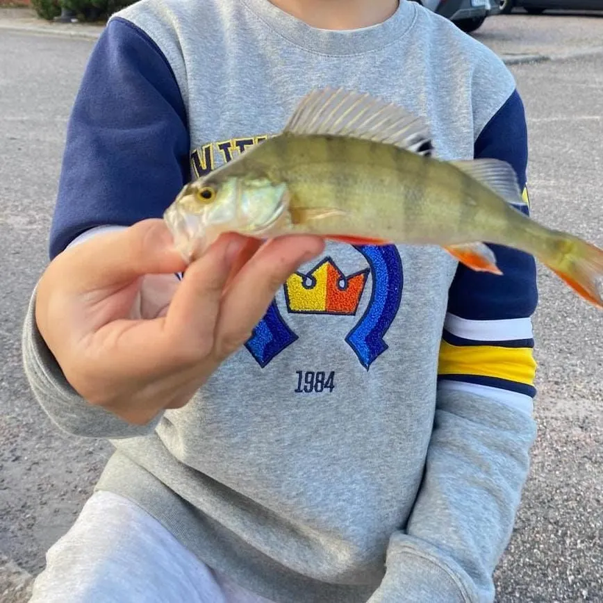 European perch caught on Fishbrain