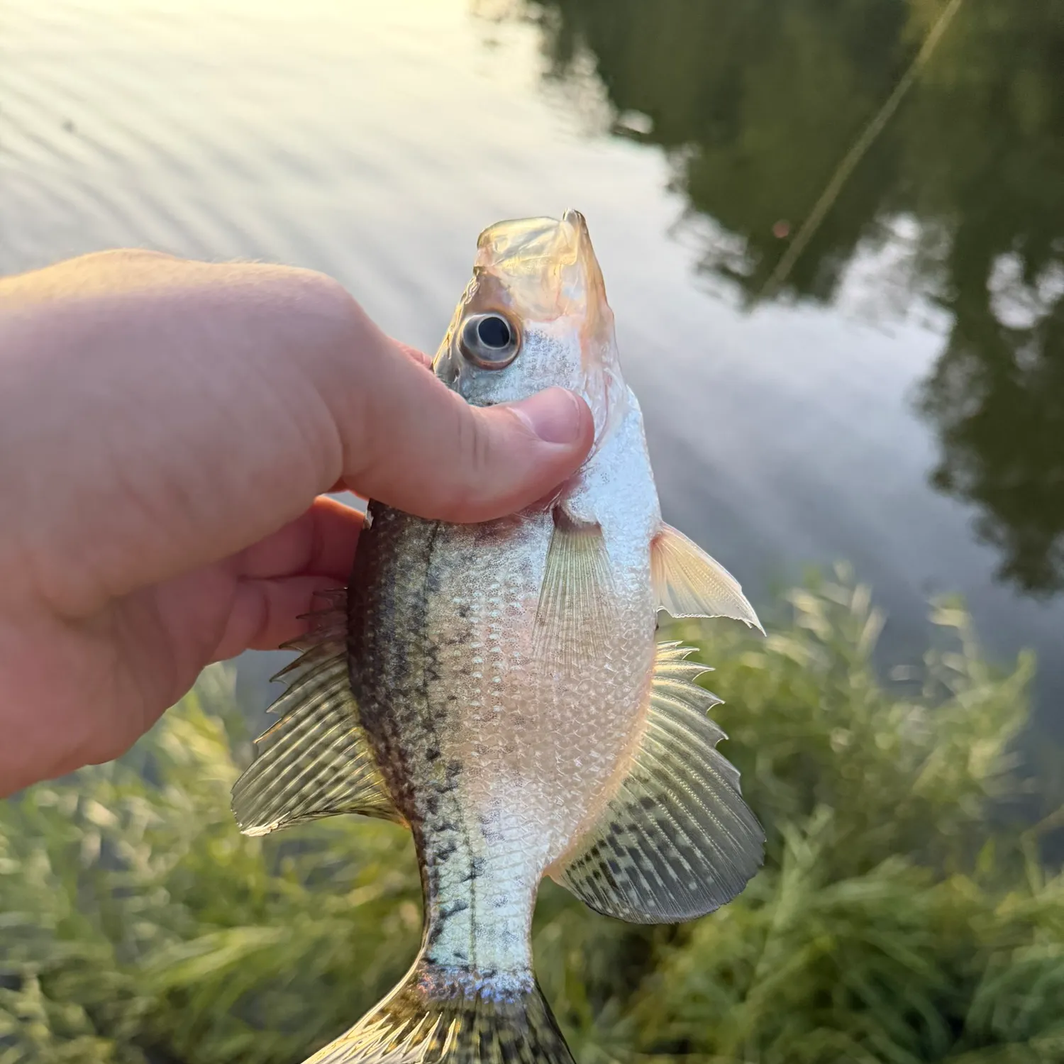 White crappie caught on Fishbrain