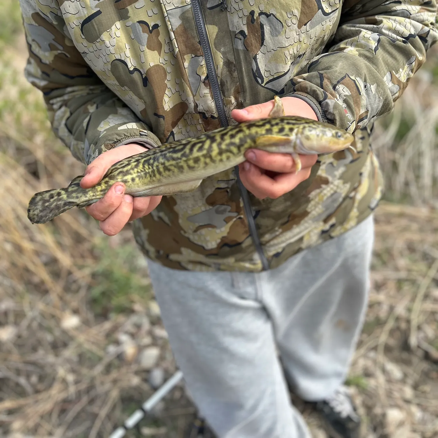 The most recent Burbot catches on Fishbrain
