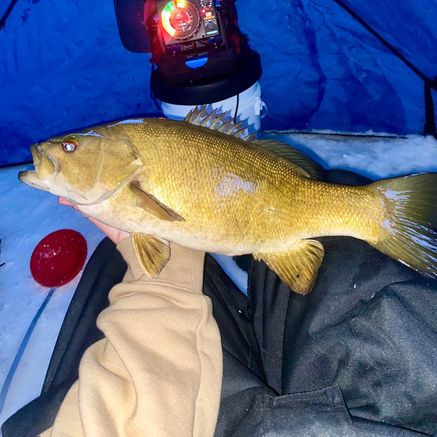 The most recent Smallmouth bass catches on Fishbrain