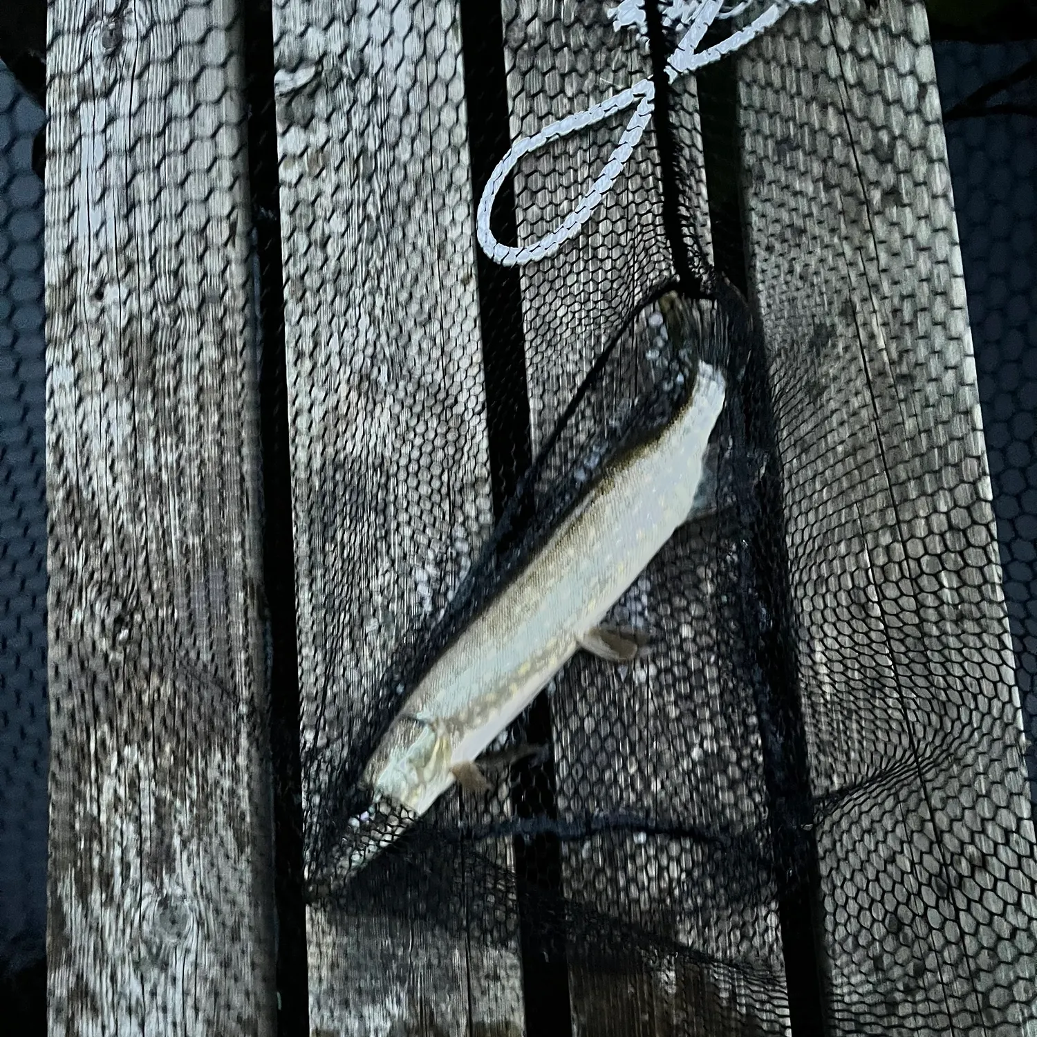Northern pike caught on Fishbrain