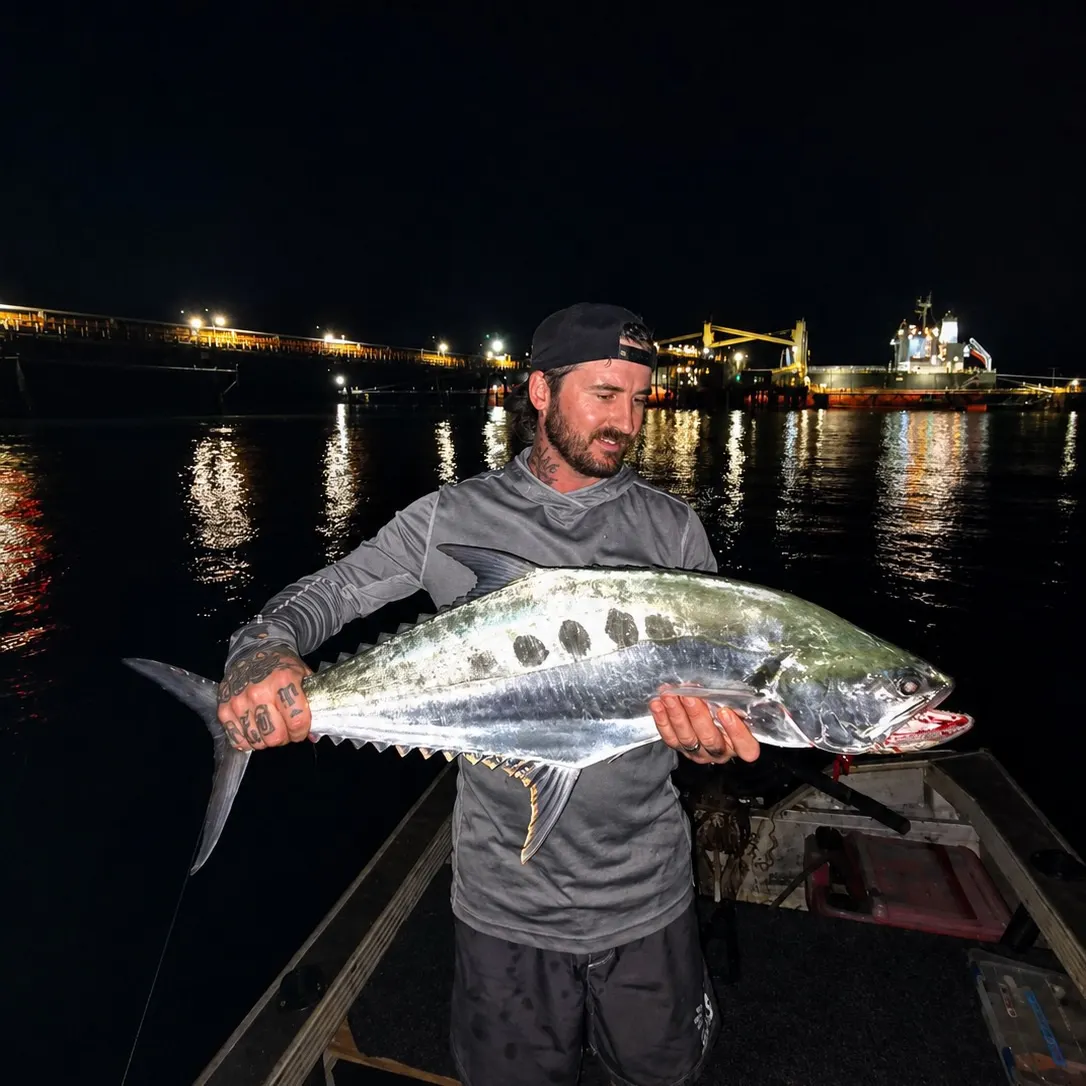 The most recent Talang queenfish catches on Fishbrain