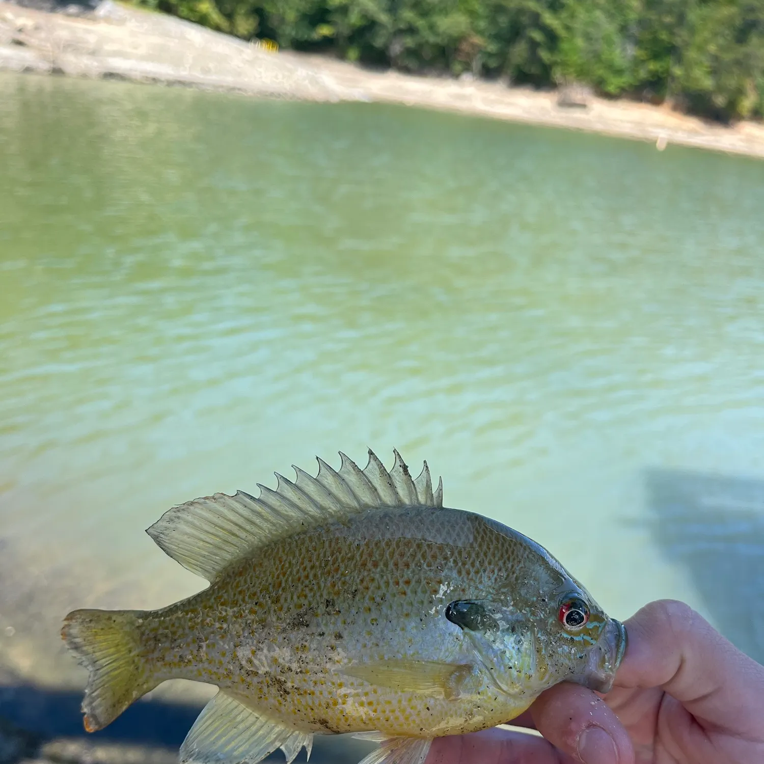 Redbreast sunfish caught on Fishbrain