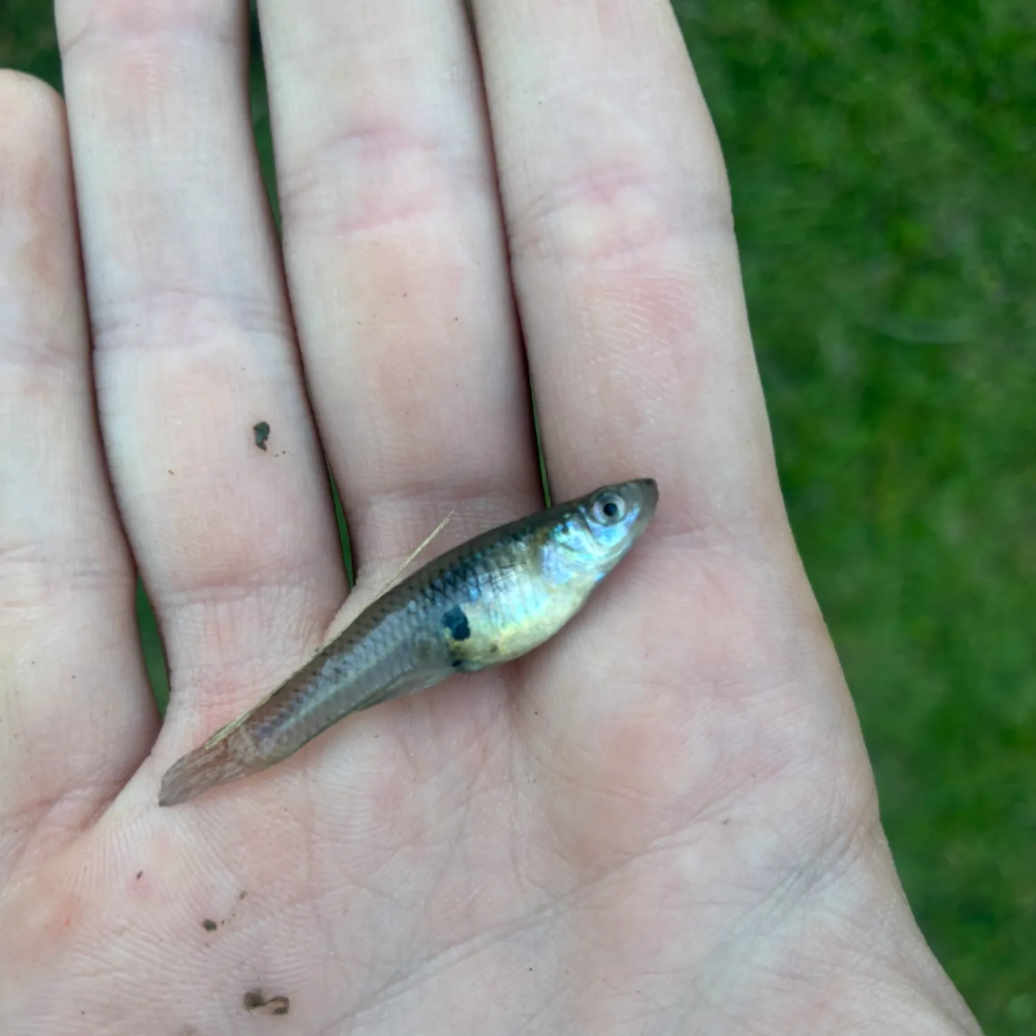 The most recent Eastern mosquitofish catches on Fishbrain