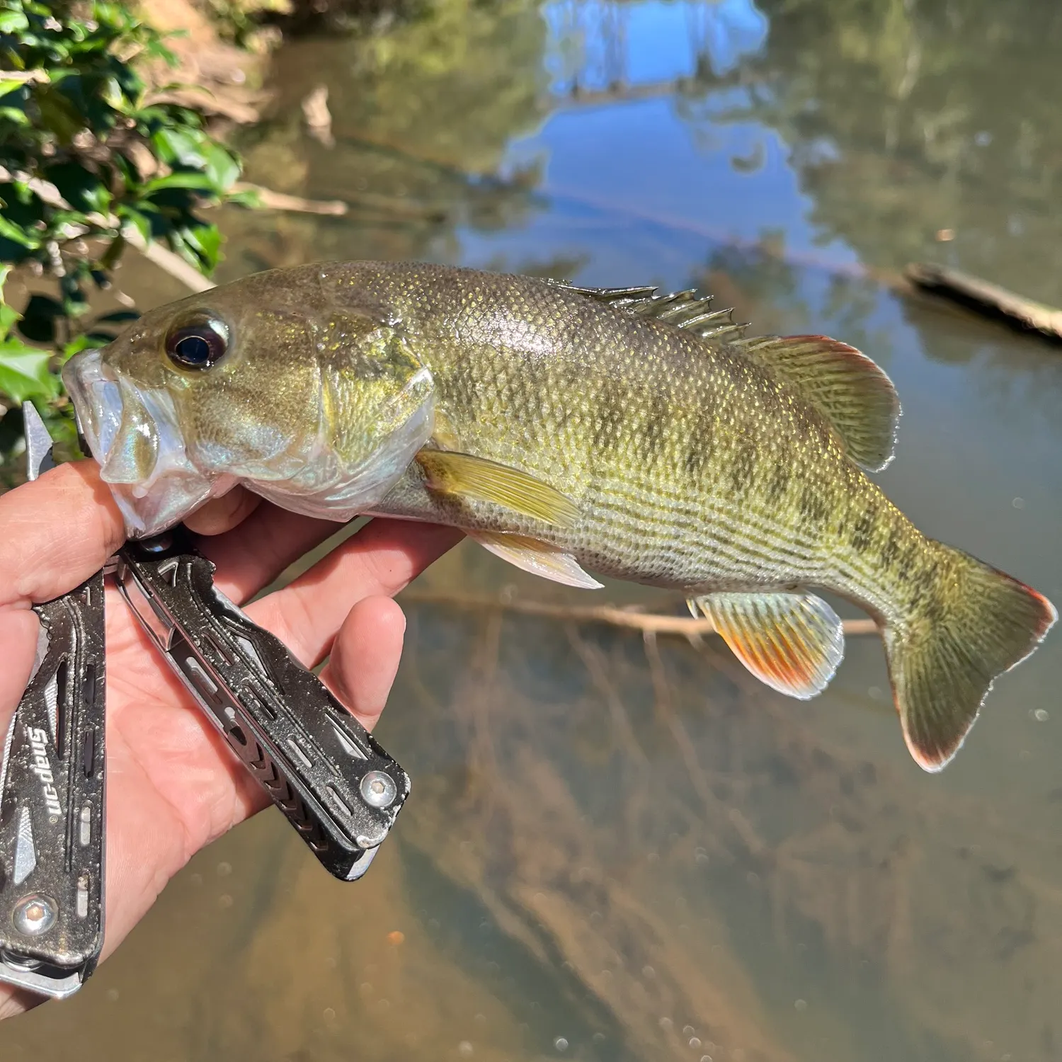 Redeye bass caught on Fishbrain
