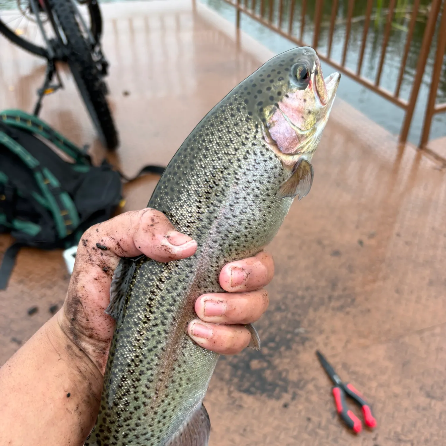 Rainbow trout caught on Fishbrain