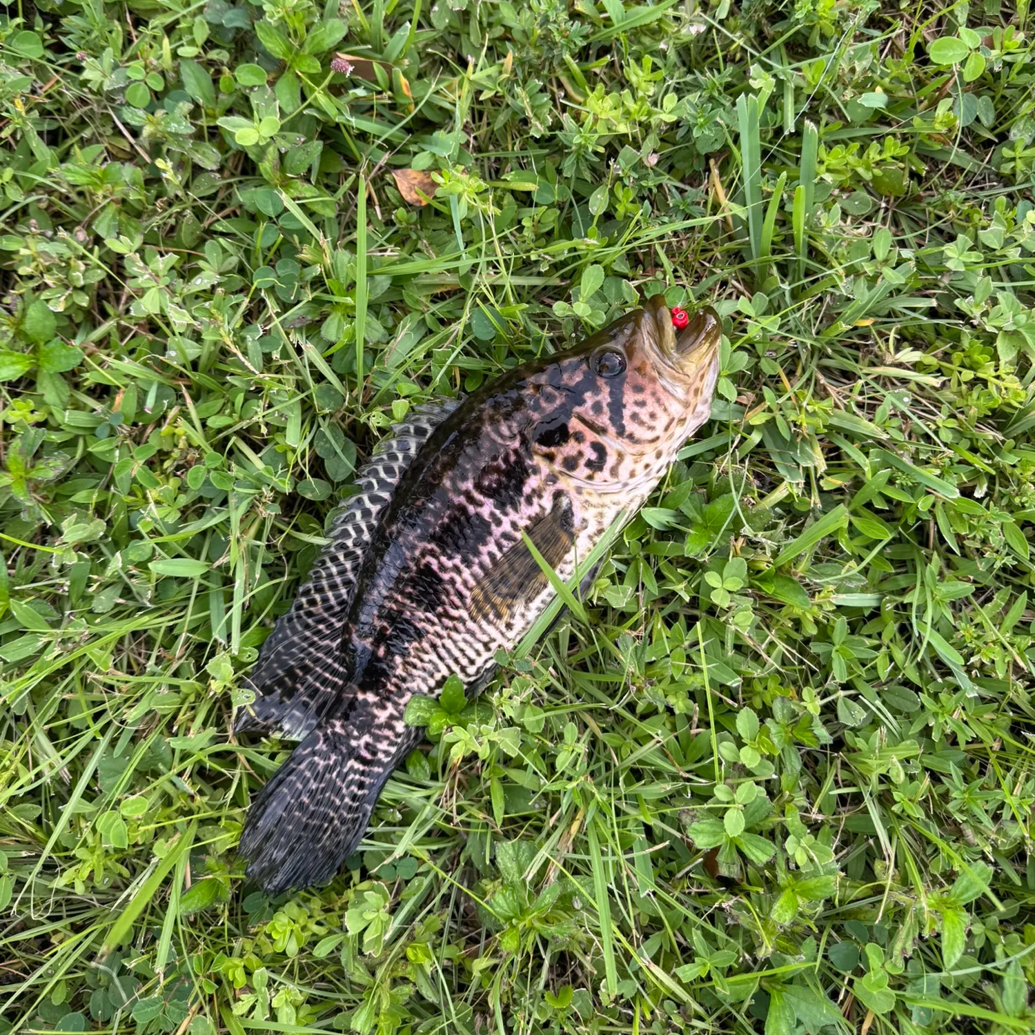 Jaguar cichlid caught on Fishbrain