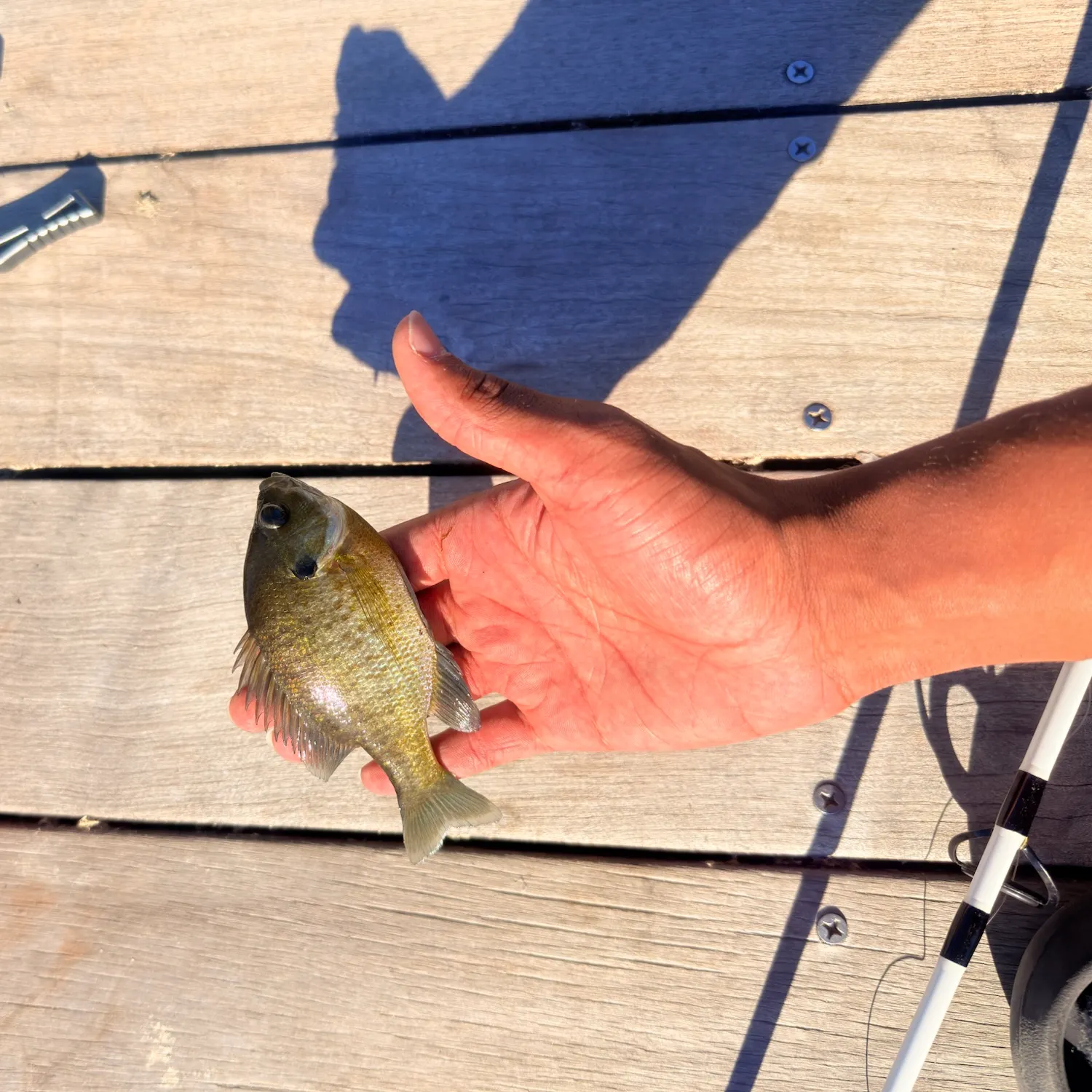 Bluegill caught on Fishbrain