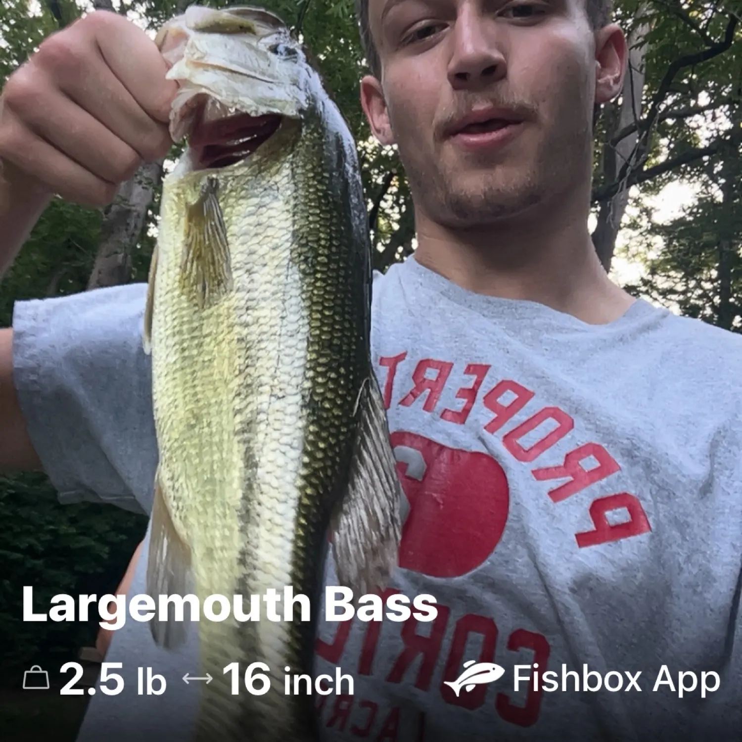 recently logged catches