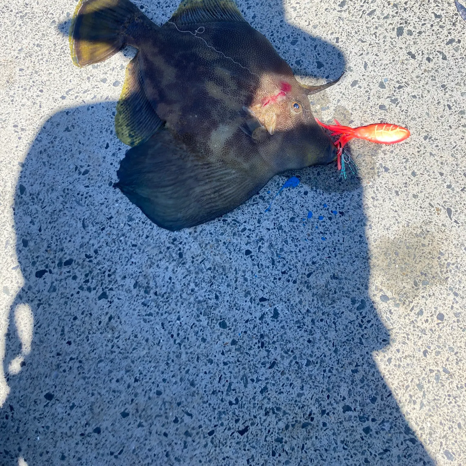 The most recent Fan-bellied leatherjacket catches on Fishbrain