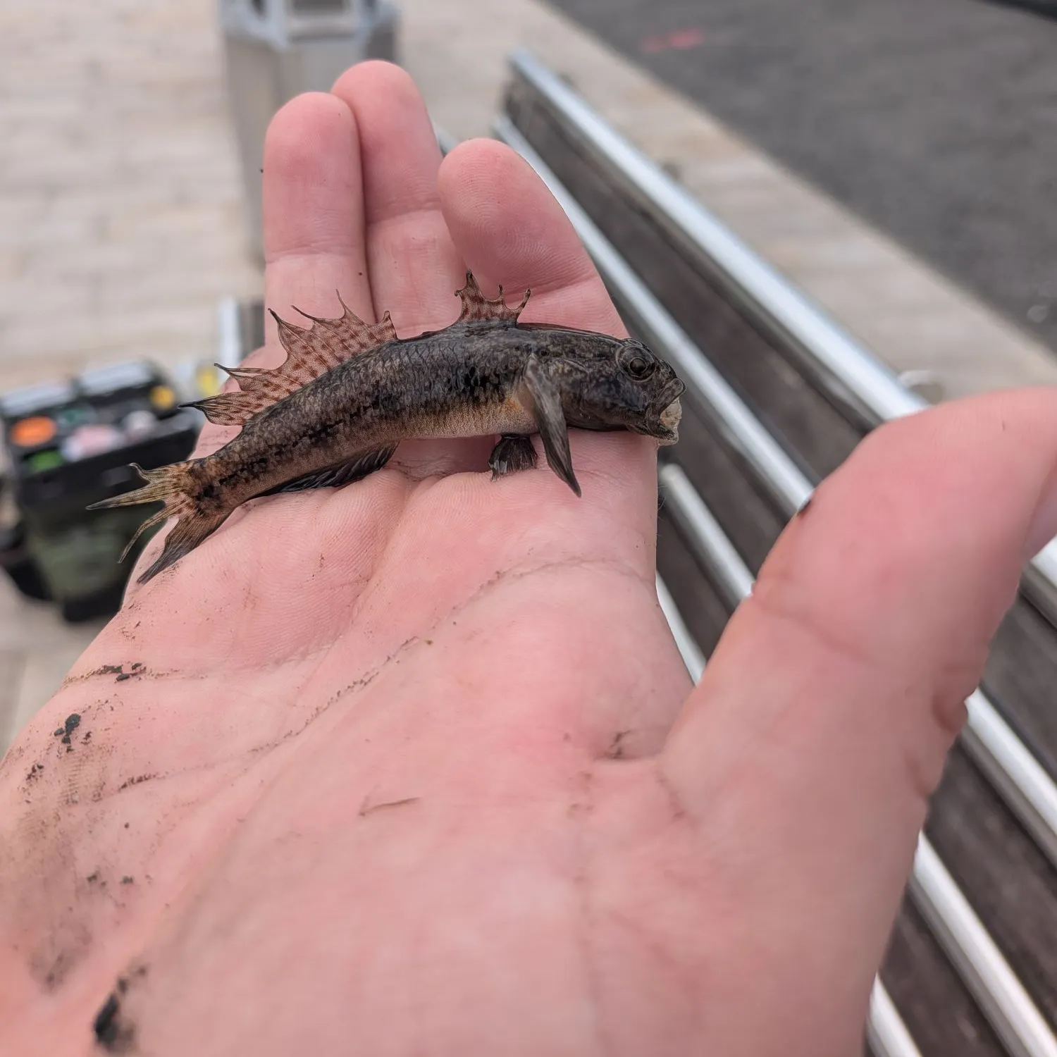 The most recent Rock goby catches on Fishbrain