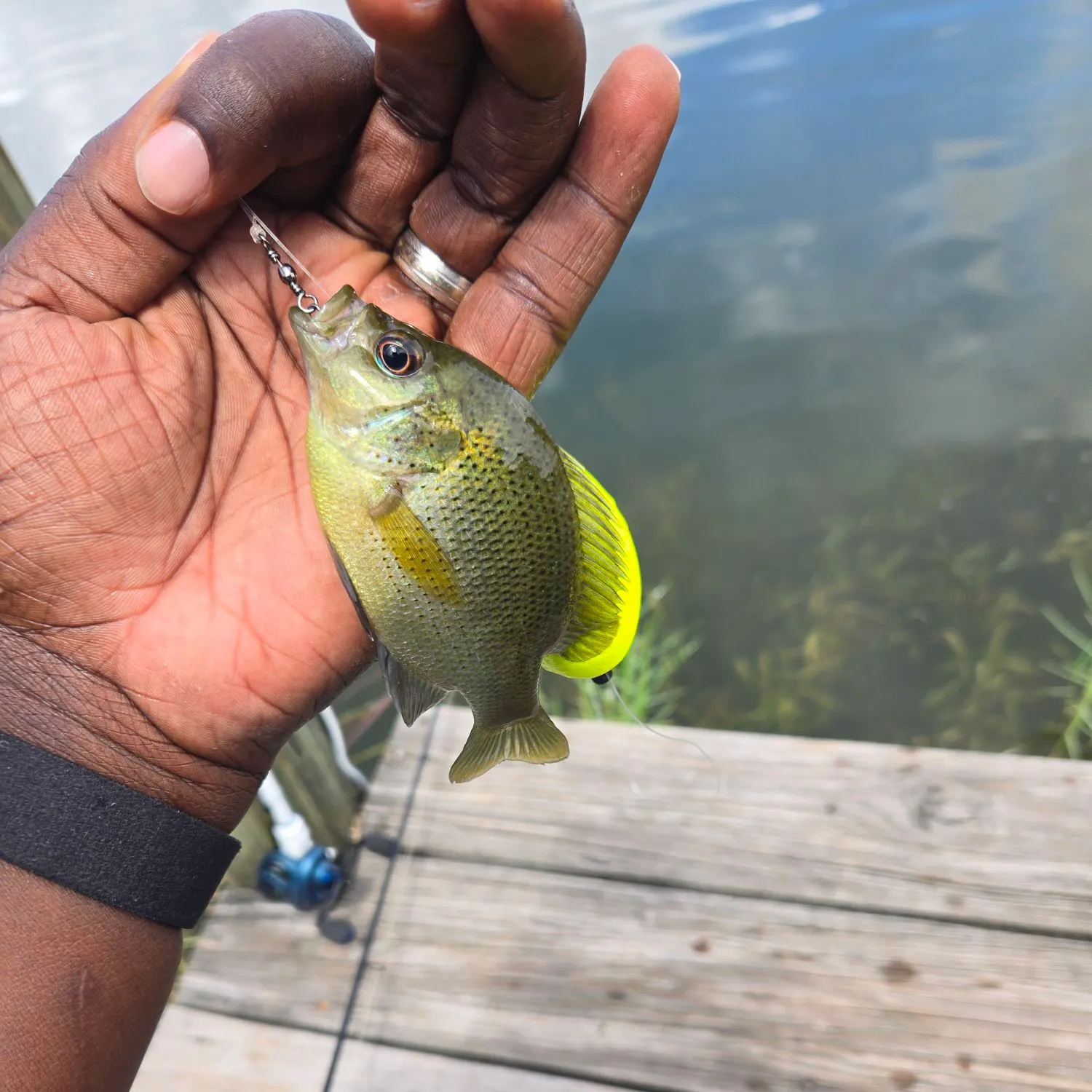 Spotted sunfish caught on Fishbrain