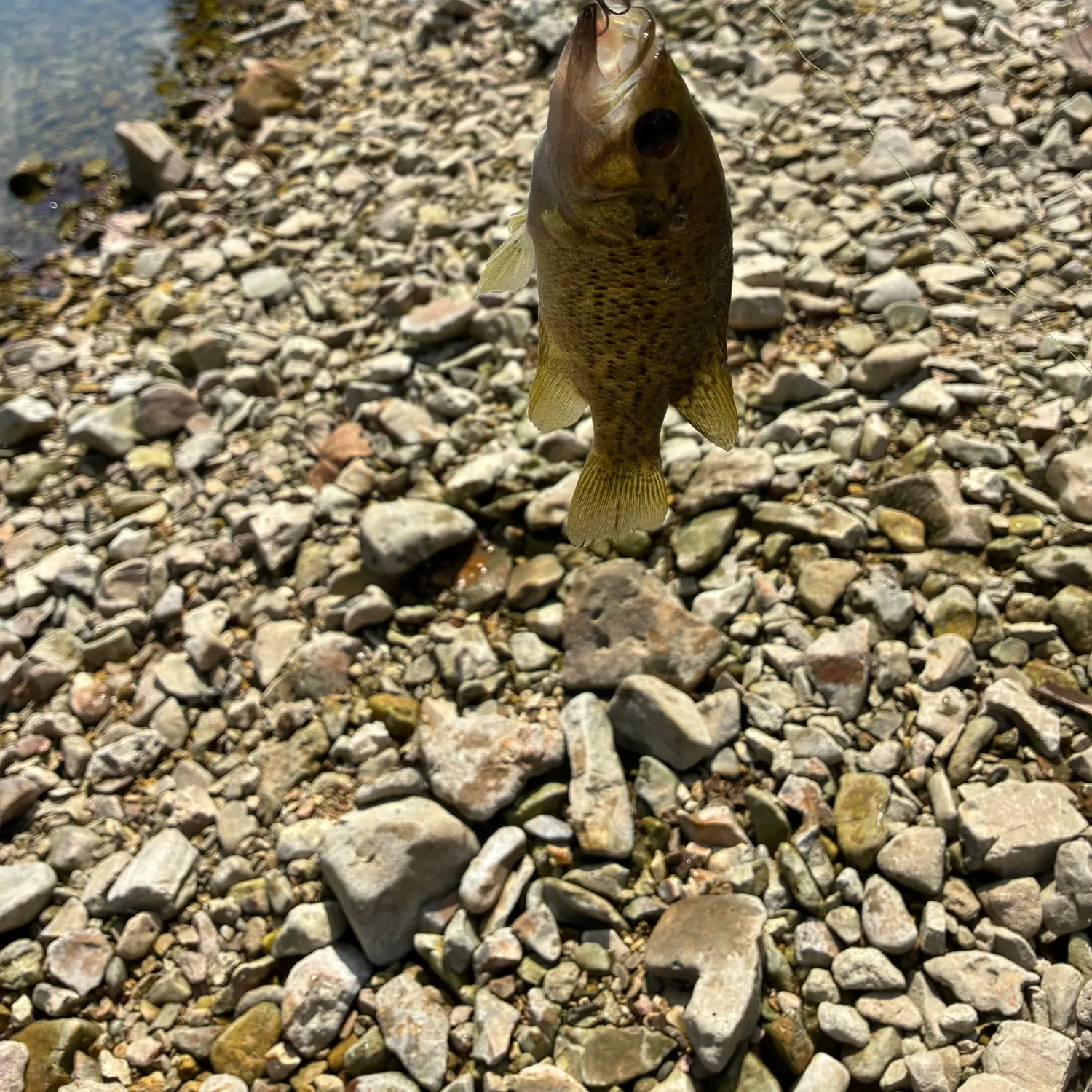 Rock bass caught on Fishbrain