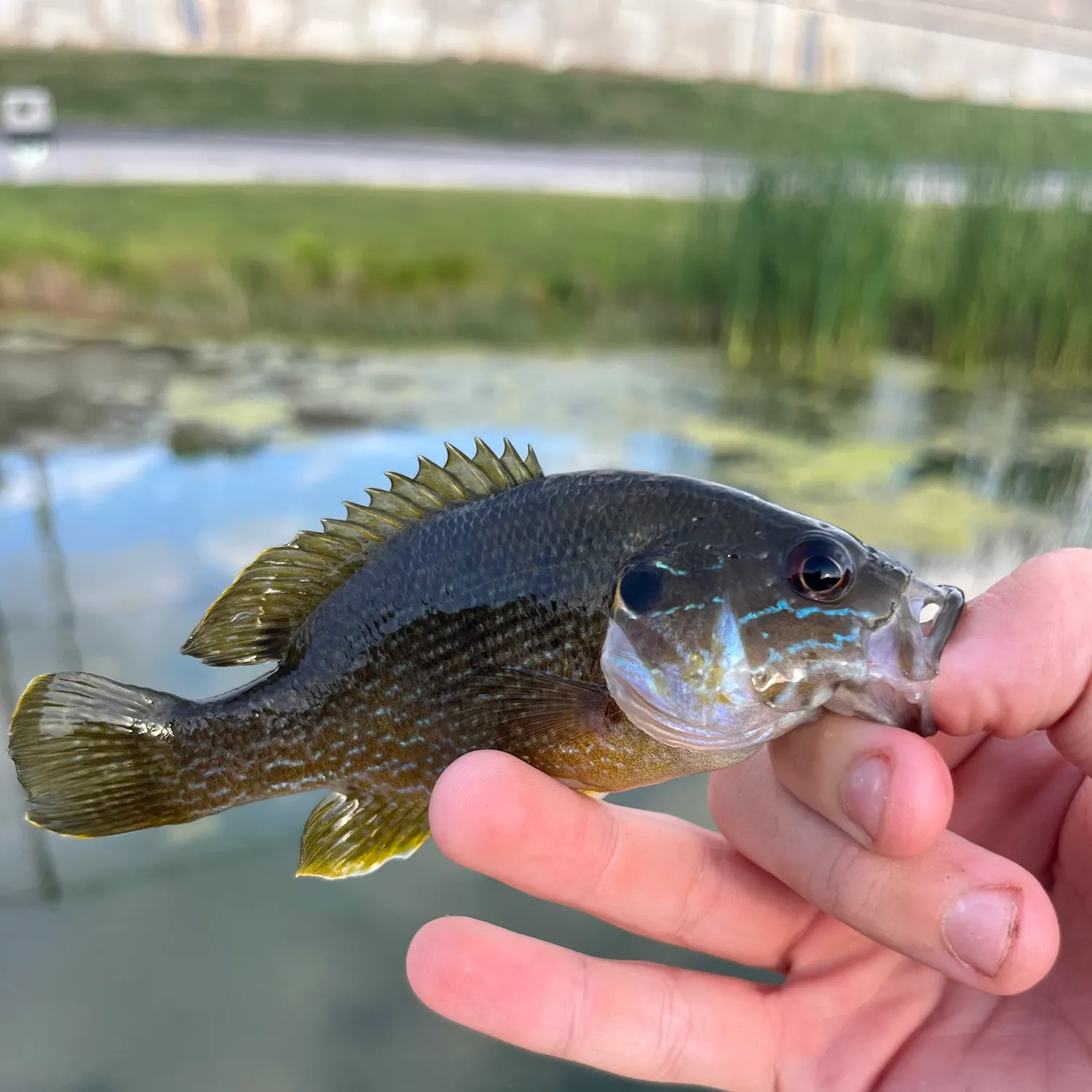 Green sunfish caught on Fishbrain
