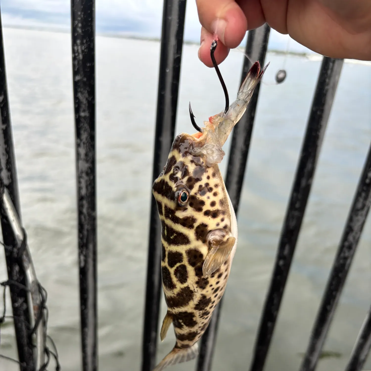 The most recent Checkered puffer catches on Fishbrain