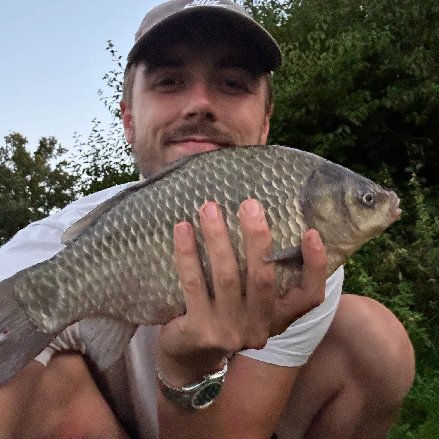 Crucian carp caught on Fishbrain