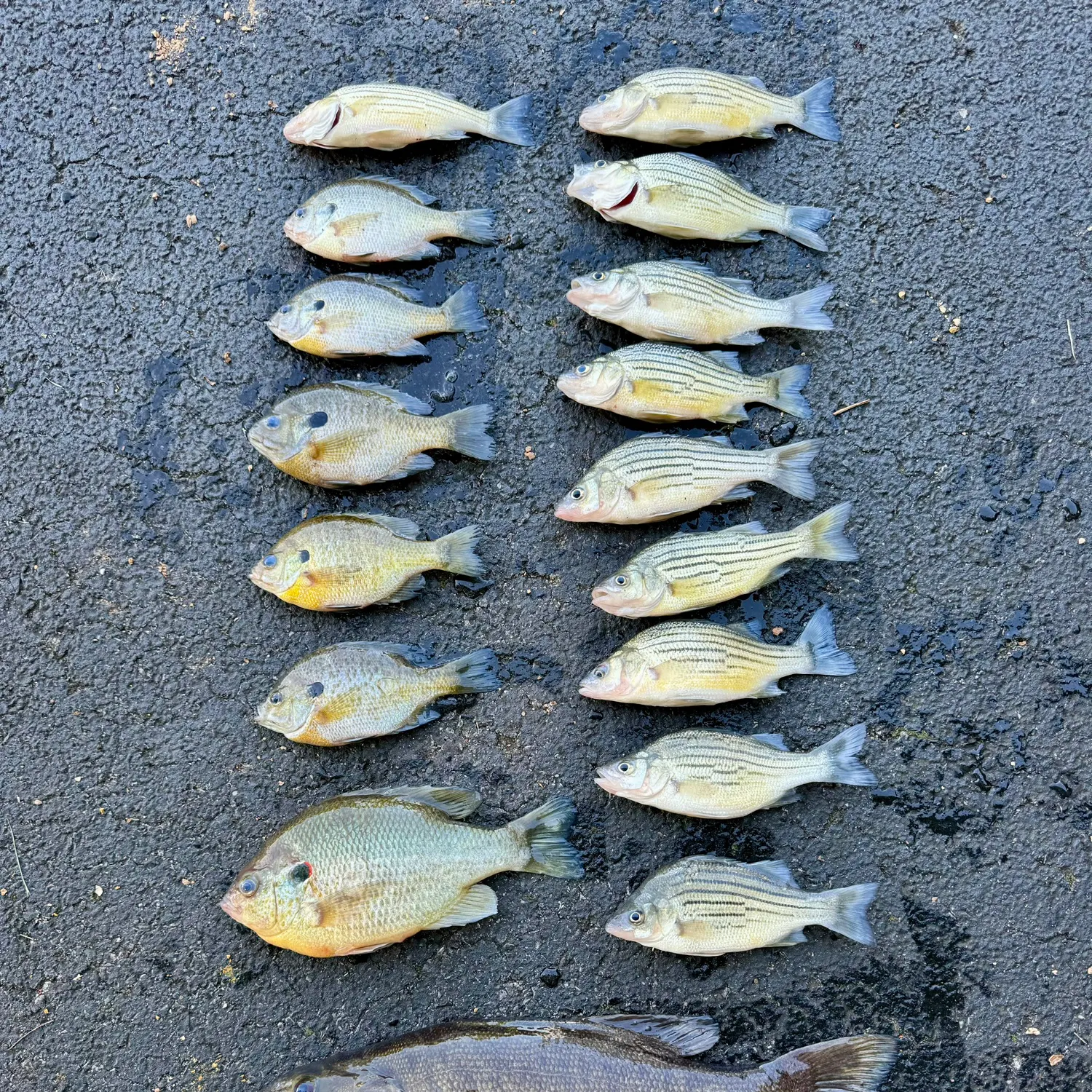 recently logged catches