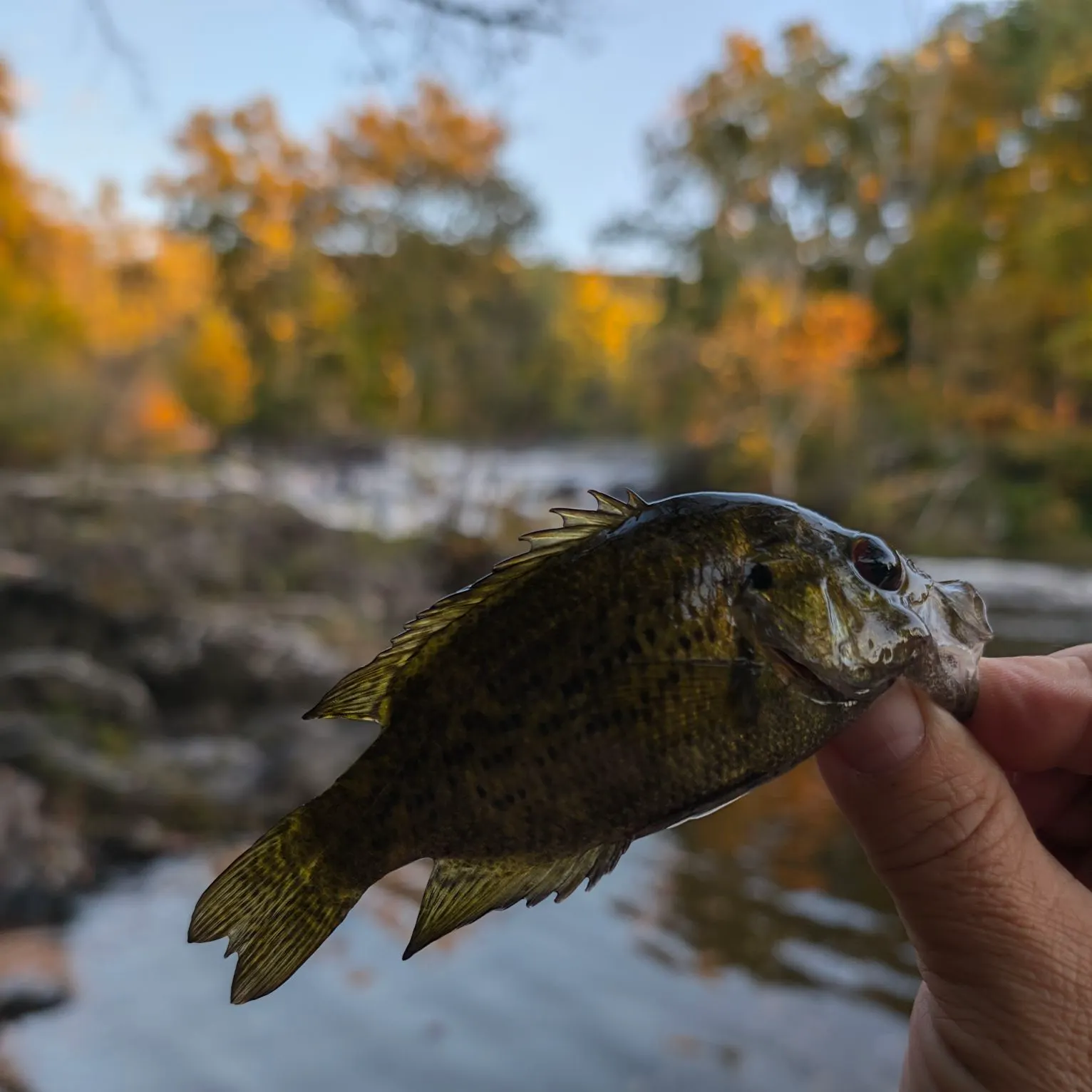 Rock bass caught on Fishbrain