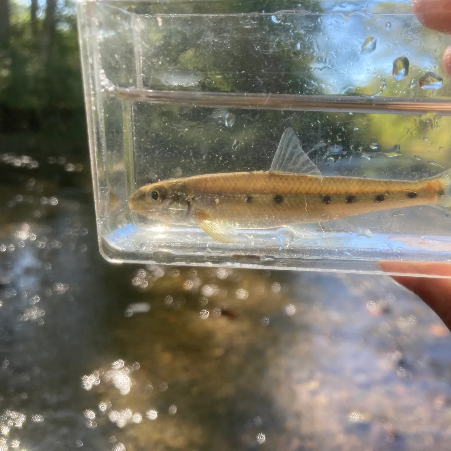The most recent Streamline chub catches on Fishbrain