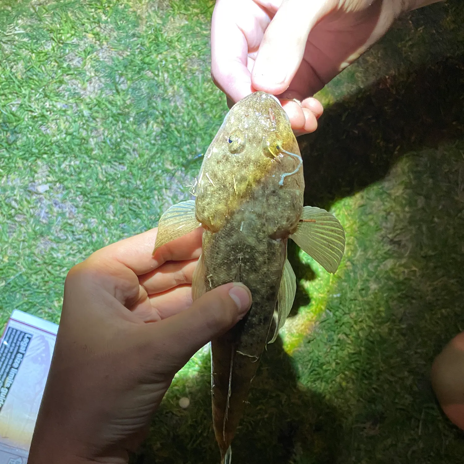 The most recent Bartail flathead catches on Fishbrain