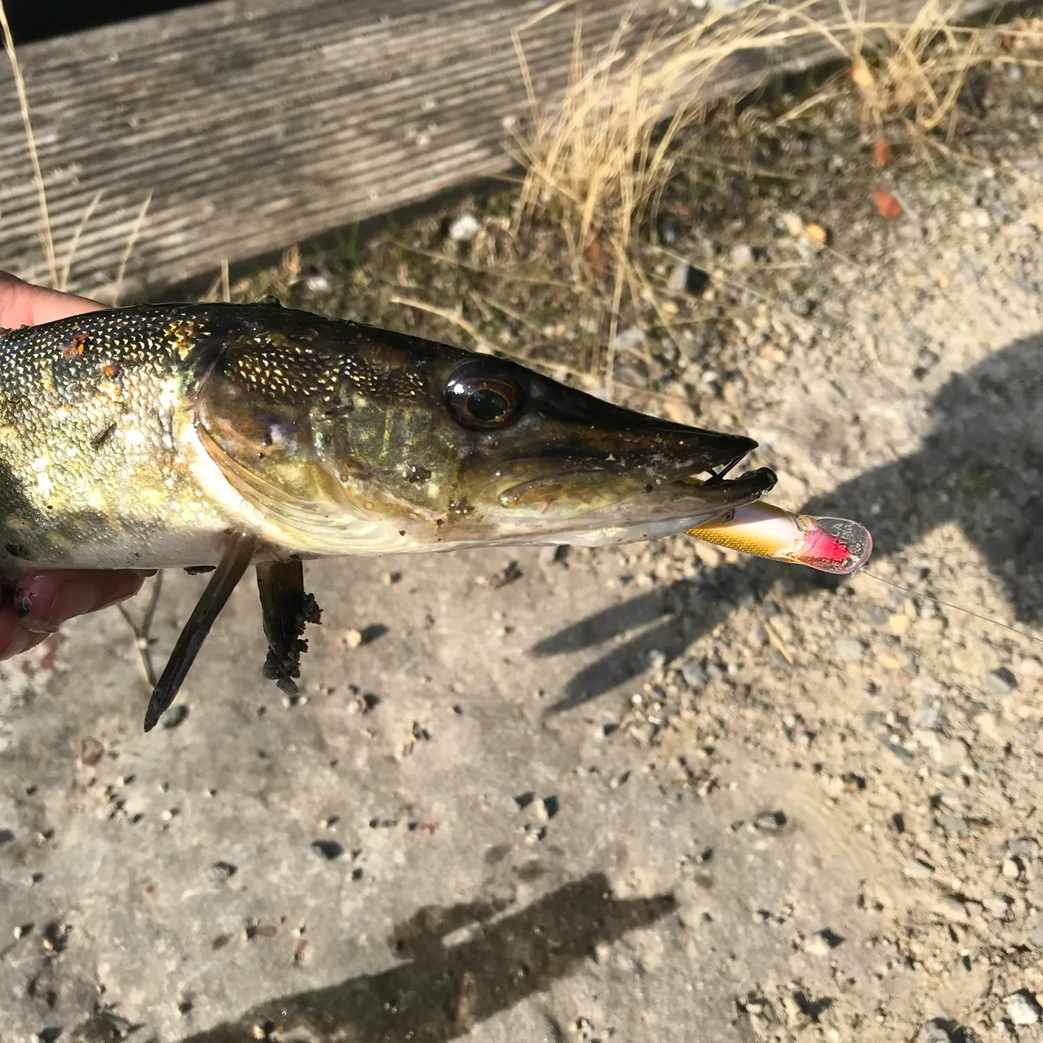 catch