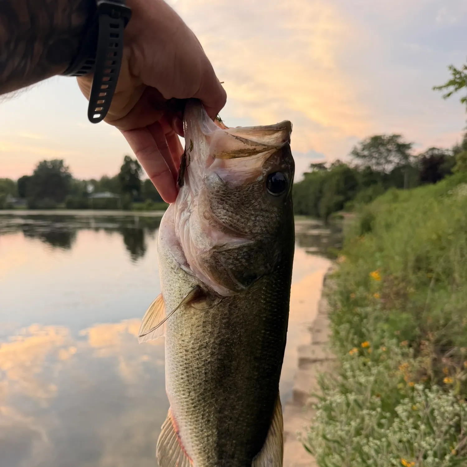 catch