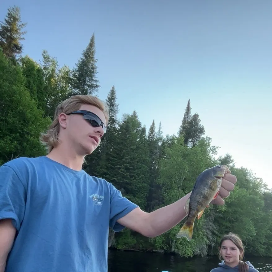 Yellow perch caught on Fishbrain