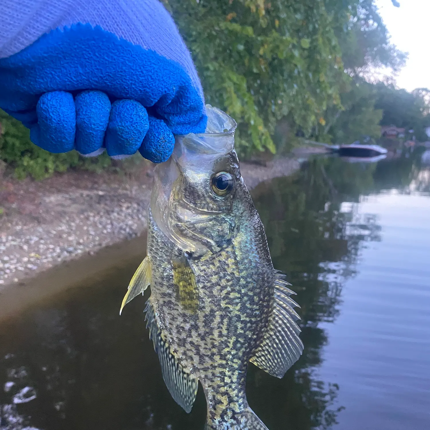 Black crappie caught on Fishbrain