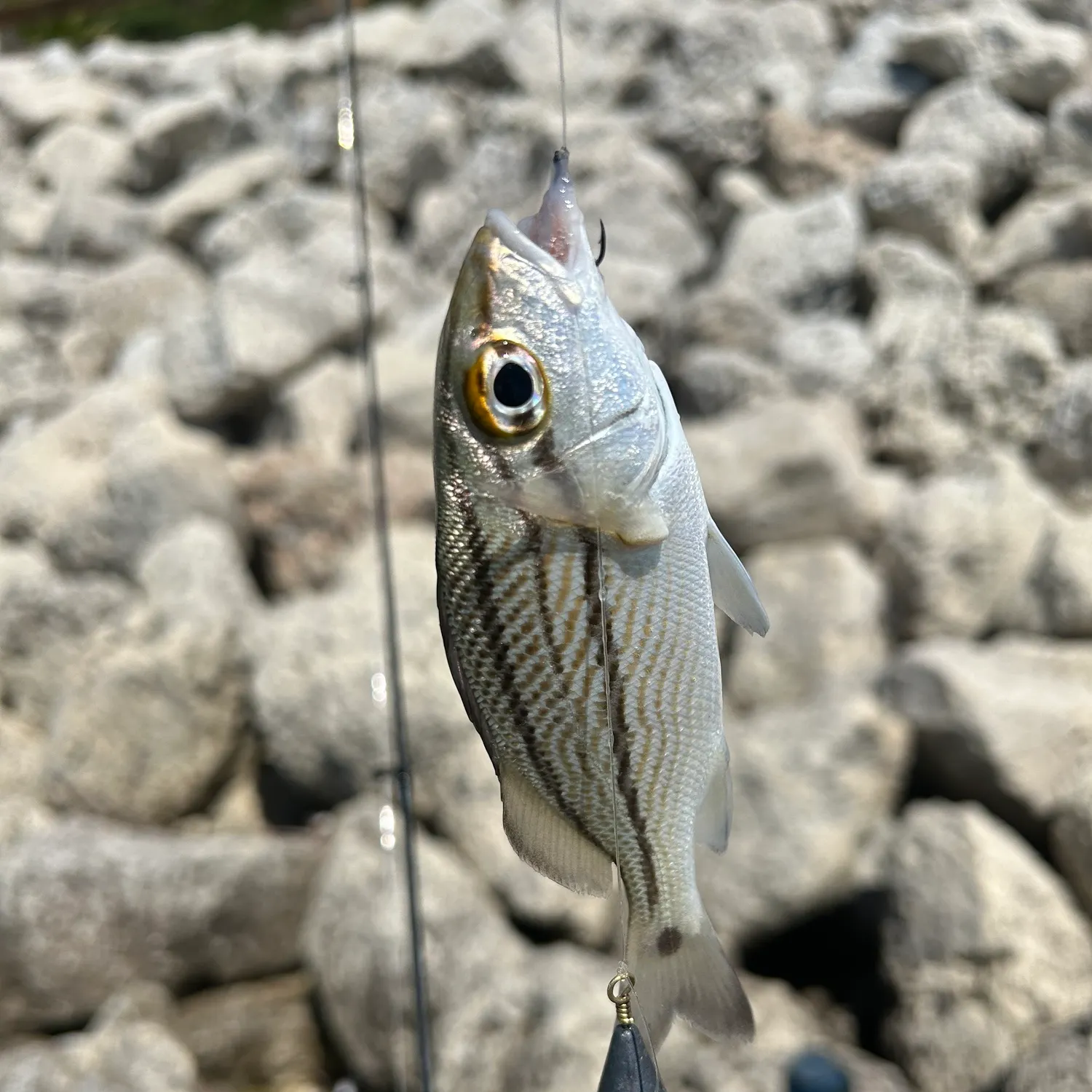 The most recent Sailor's choice grunt catches on Fishbrain