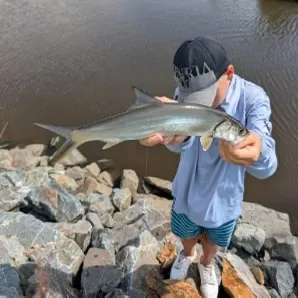The most recent Hawaiian ladyfish catches on Fishbrain