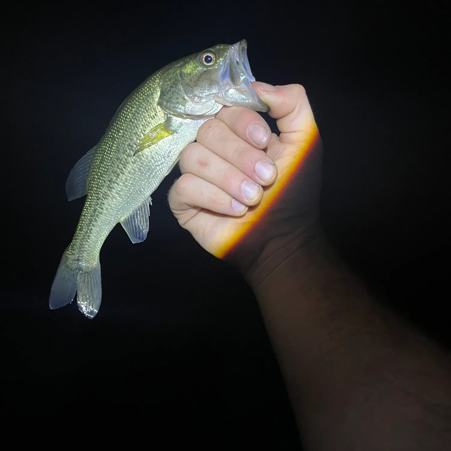 Largemouth bass caught on Fishbrain