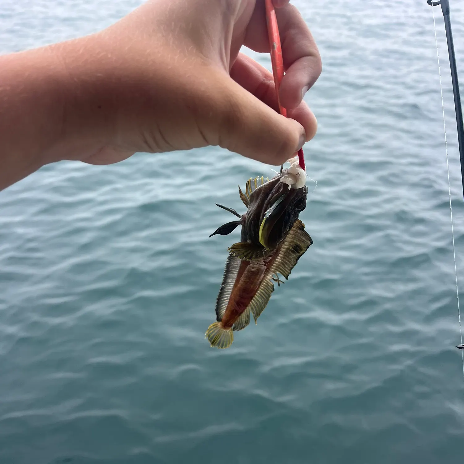 The most recent Onespot fringehead catches on Fishbrain