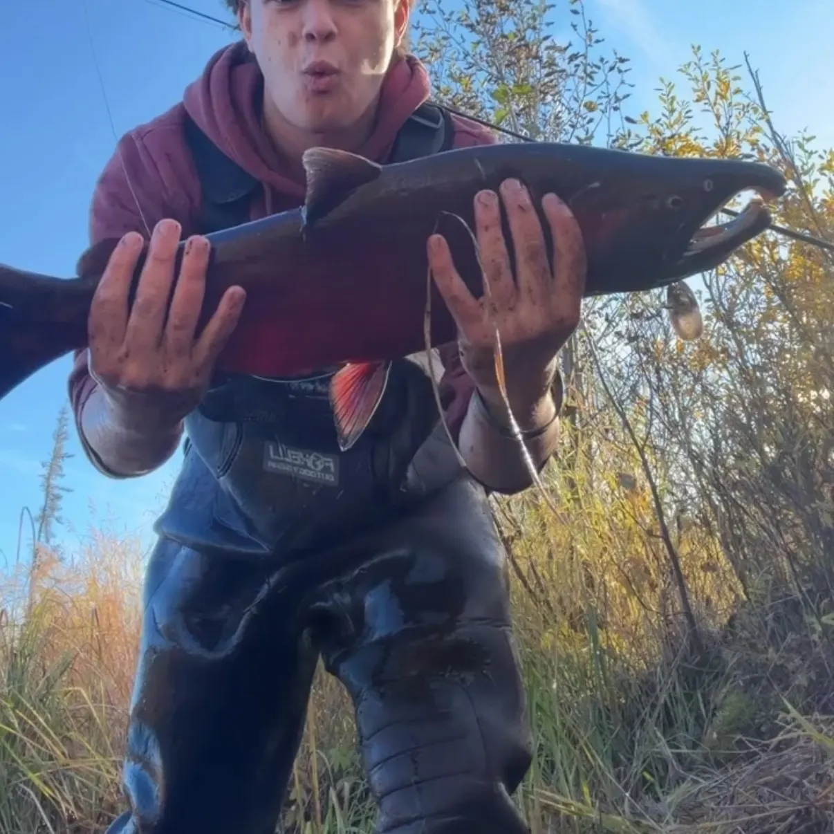 Coho salmon caught on Fishbrain