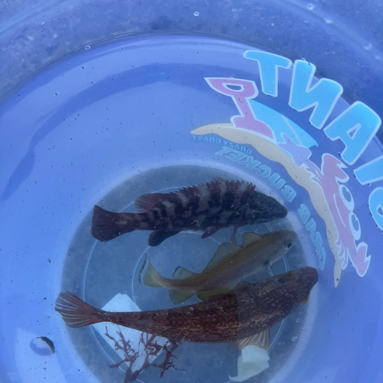 Corkwing wrasse caught on Fishbrain
