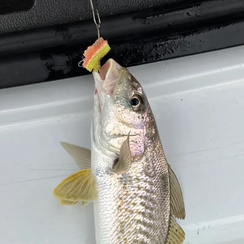 The most recent Atlantic croaker catches on Fishbrain