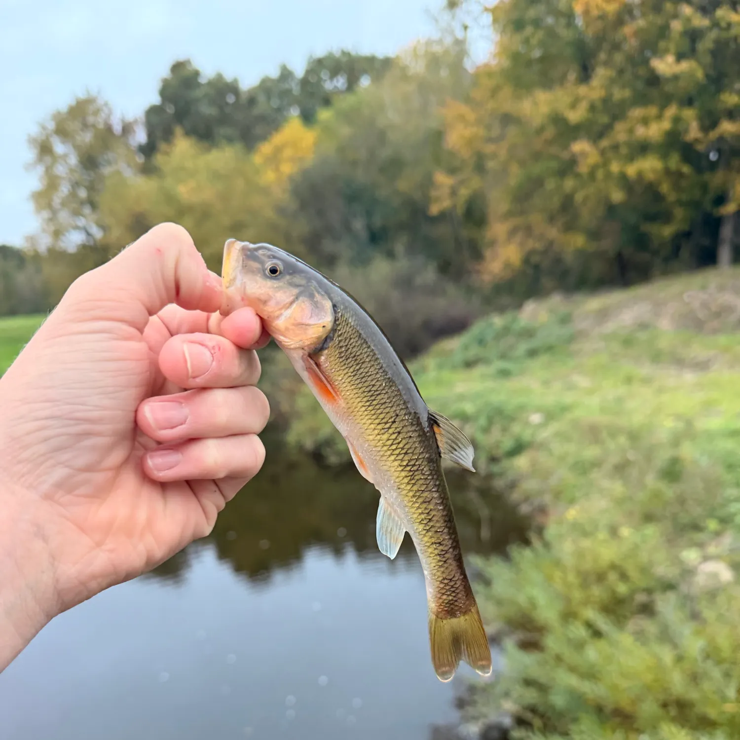 Creek chub caught on Fishbrain