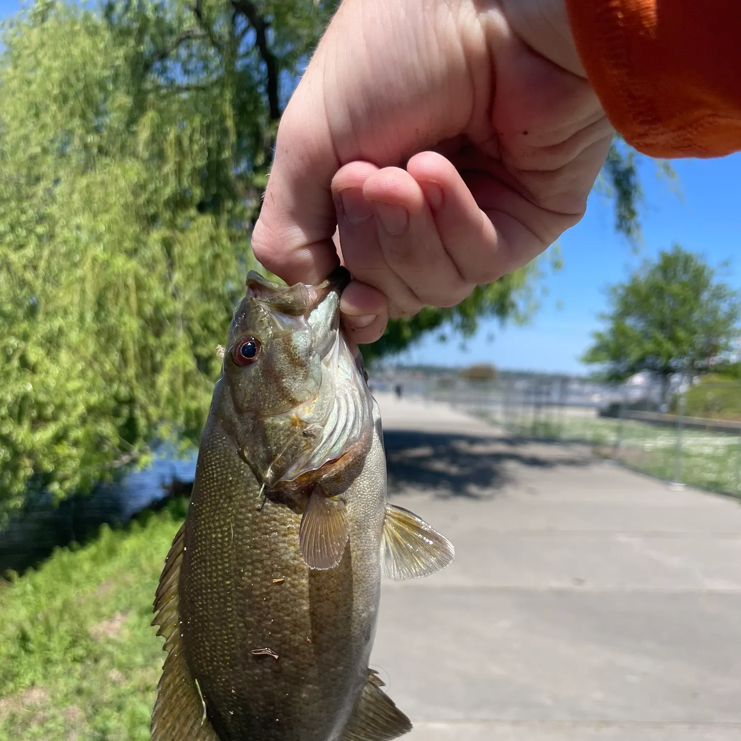 catch