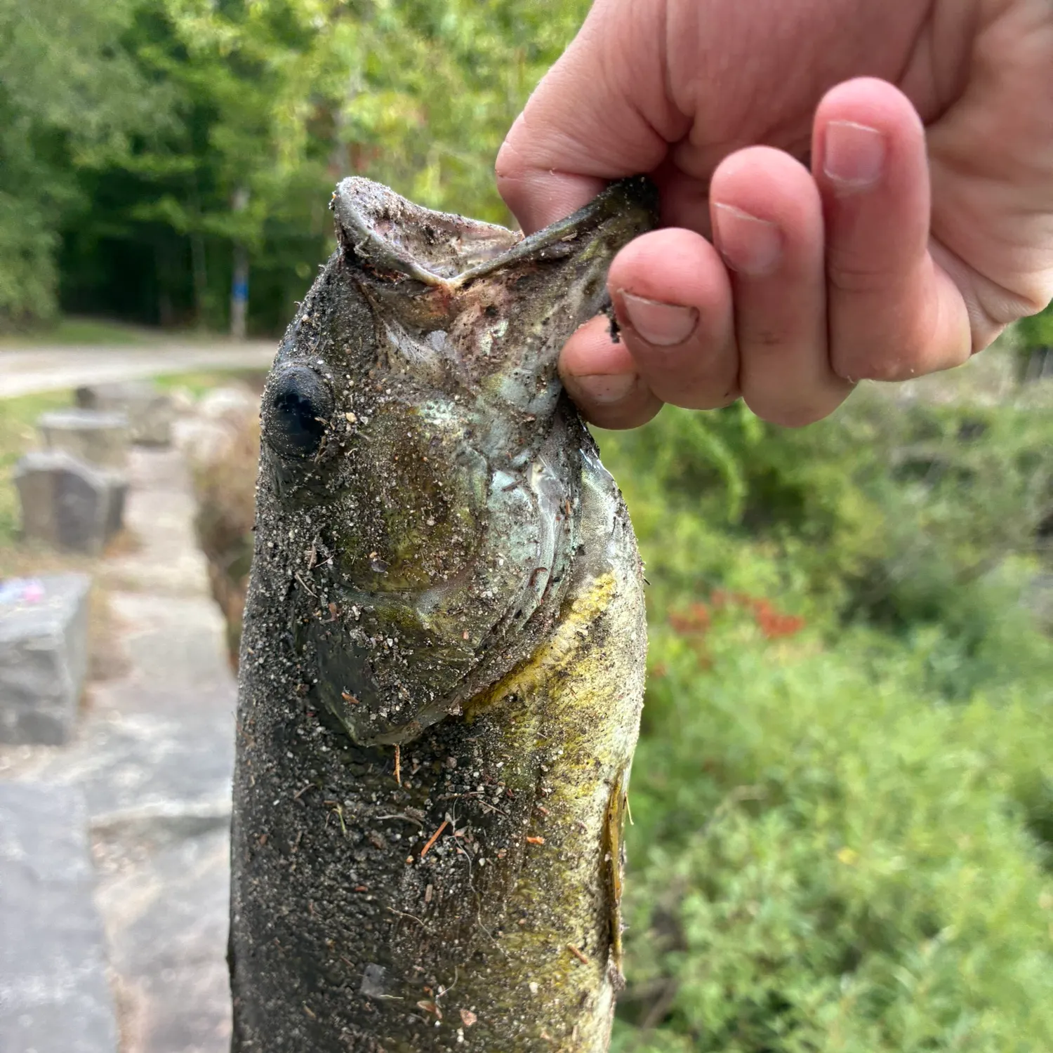 Smallmouth bass caught on Fishbrain