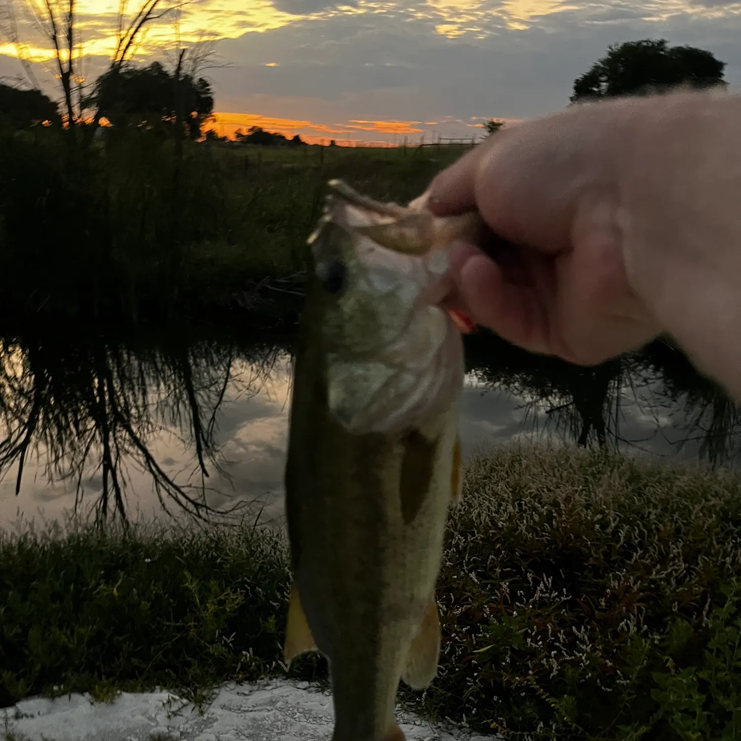 Fish caught on Fishbrain