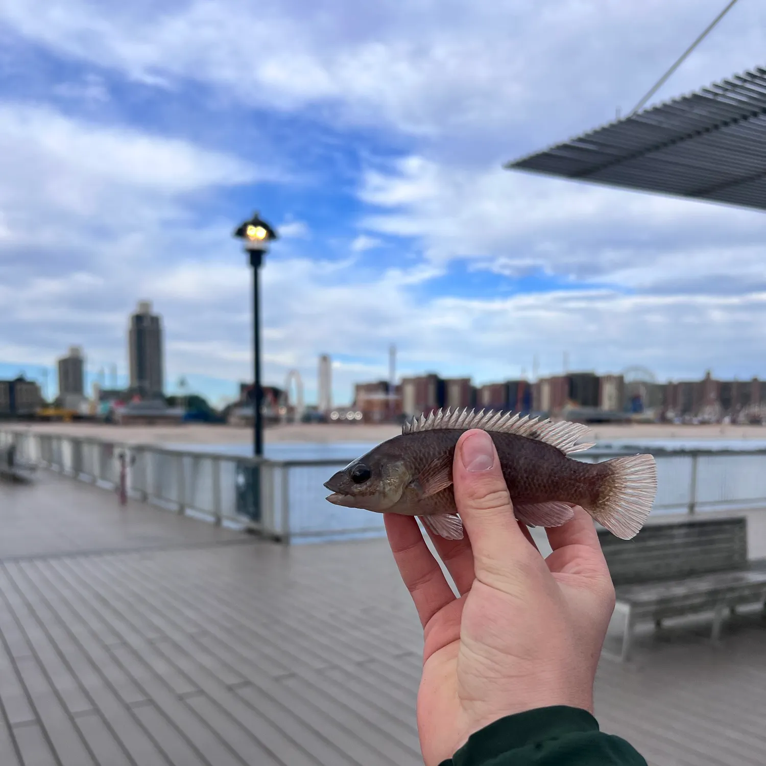 Cunner caught on Fishbrain