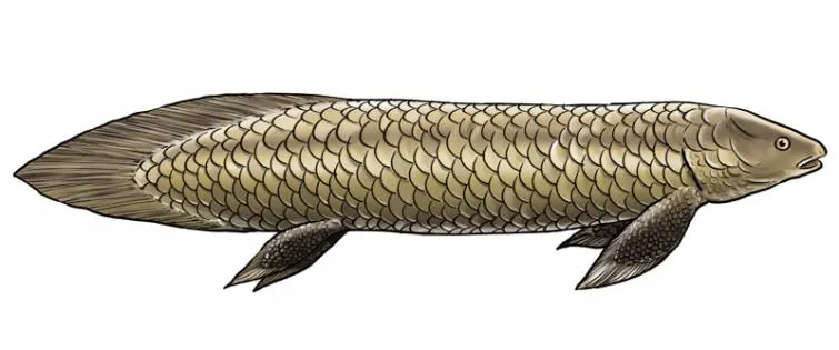 Australian Lungfish