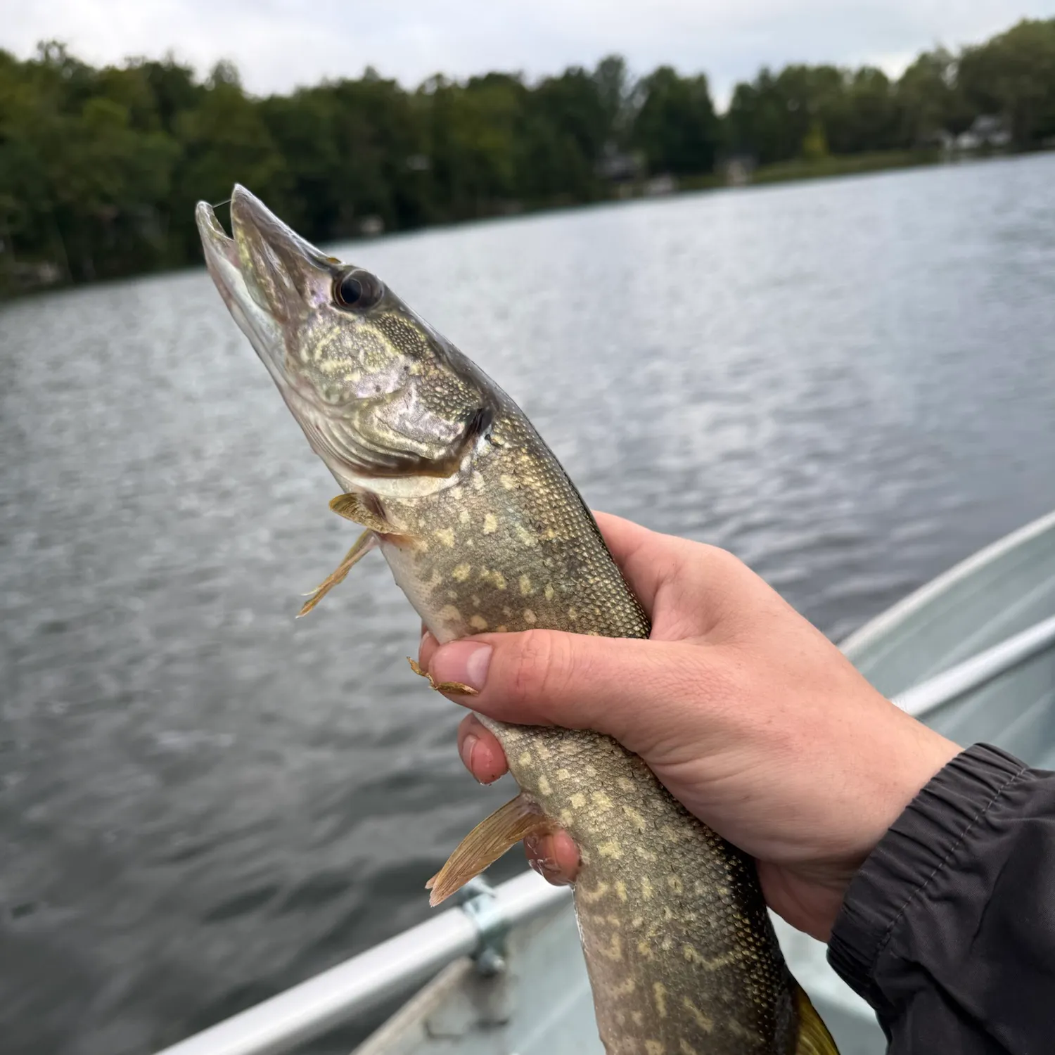 Northern pike caught on Fishbrain
