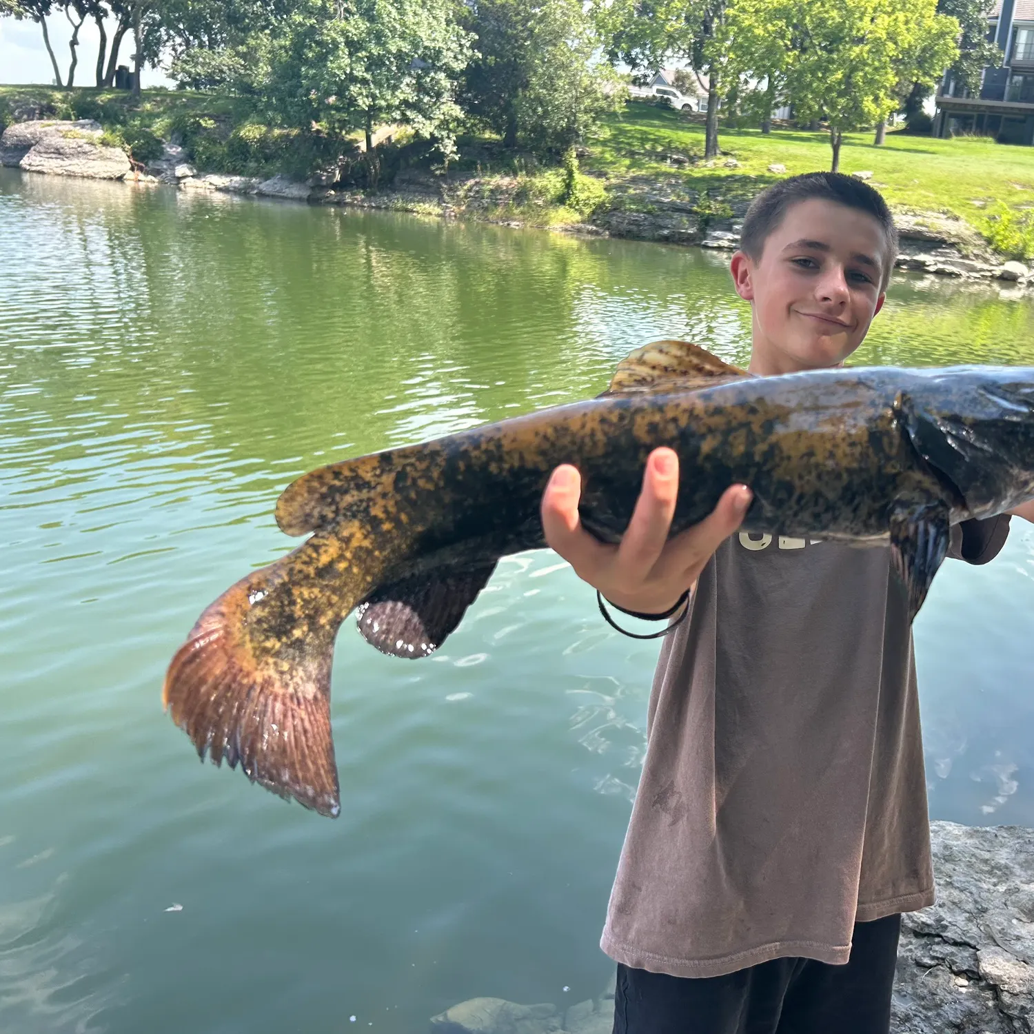 The most recent Flathead catfish catches on Fishbrain
