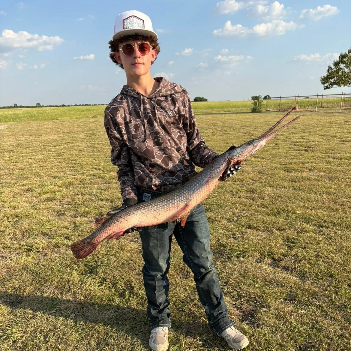 Longnose gar caught on Fishbrain