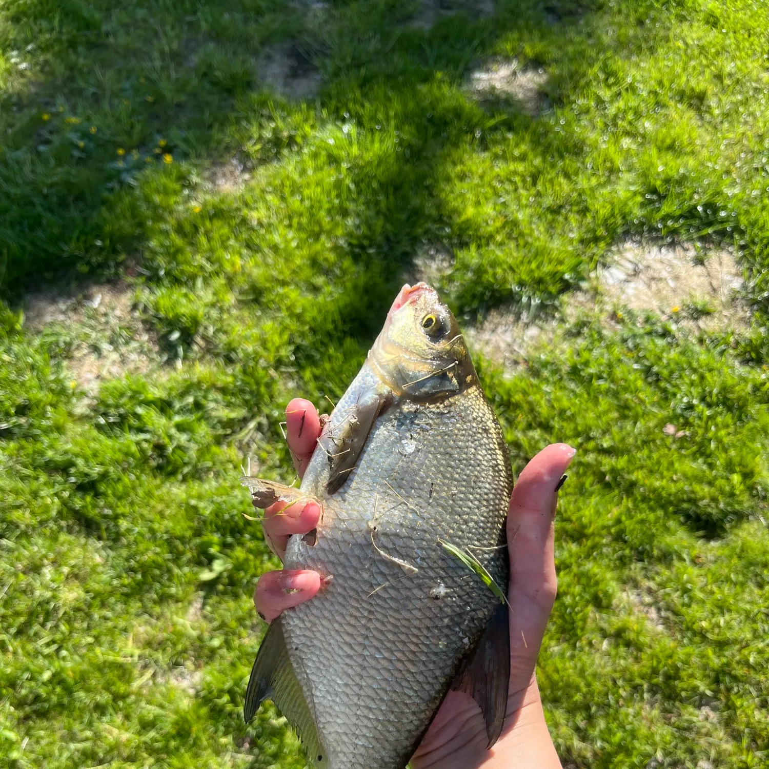 The most recent White bream catches on Fishbrain