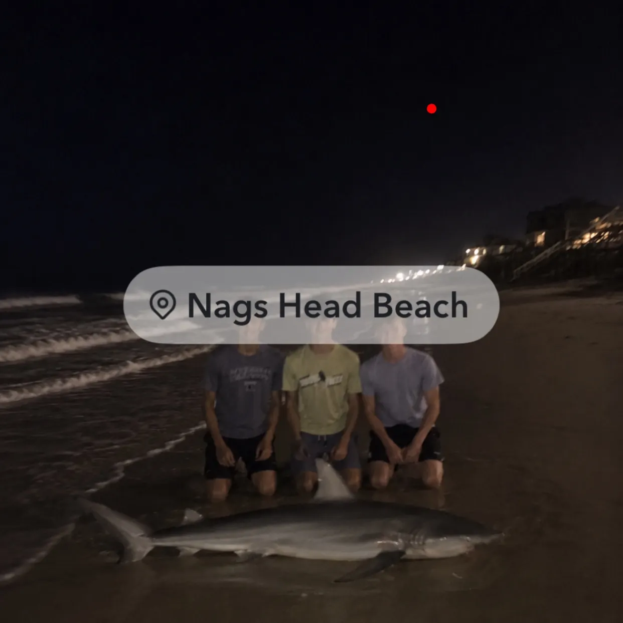 The most recent Great white shark catches on Fishbrain